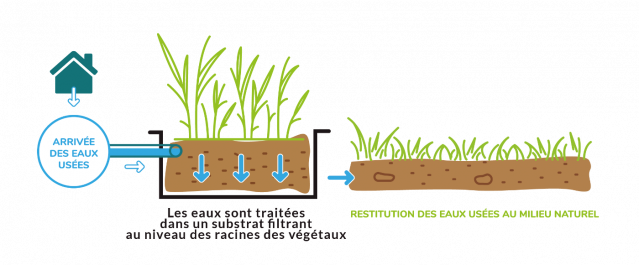 phytoépuration 