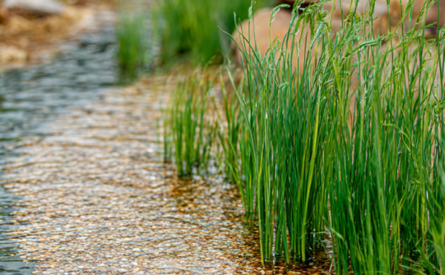 Jardin d'Assainissement Jardin d'Assainissement